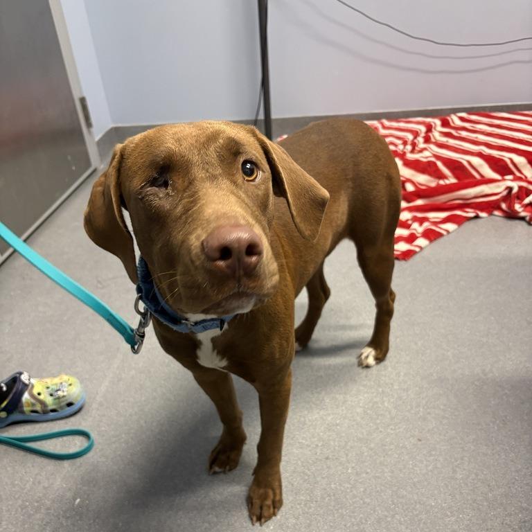 Enlarge Gretchen, a Adoptable Mixed Breed in Canal Winchester, OH image 1/1