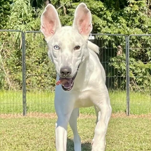 Sugarplum thumbnail 2