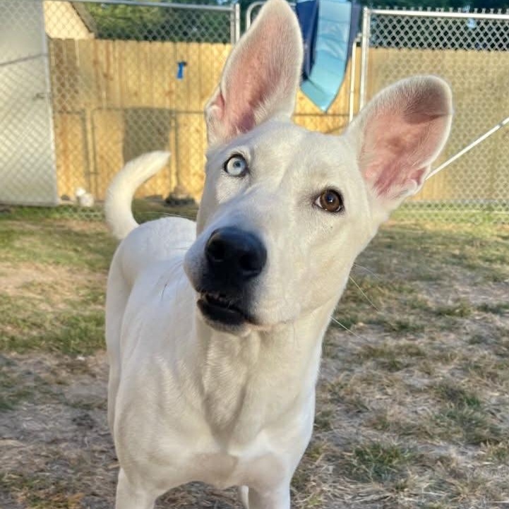 Sugarplum thumbnail 4