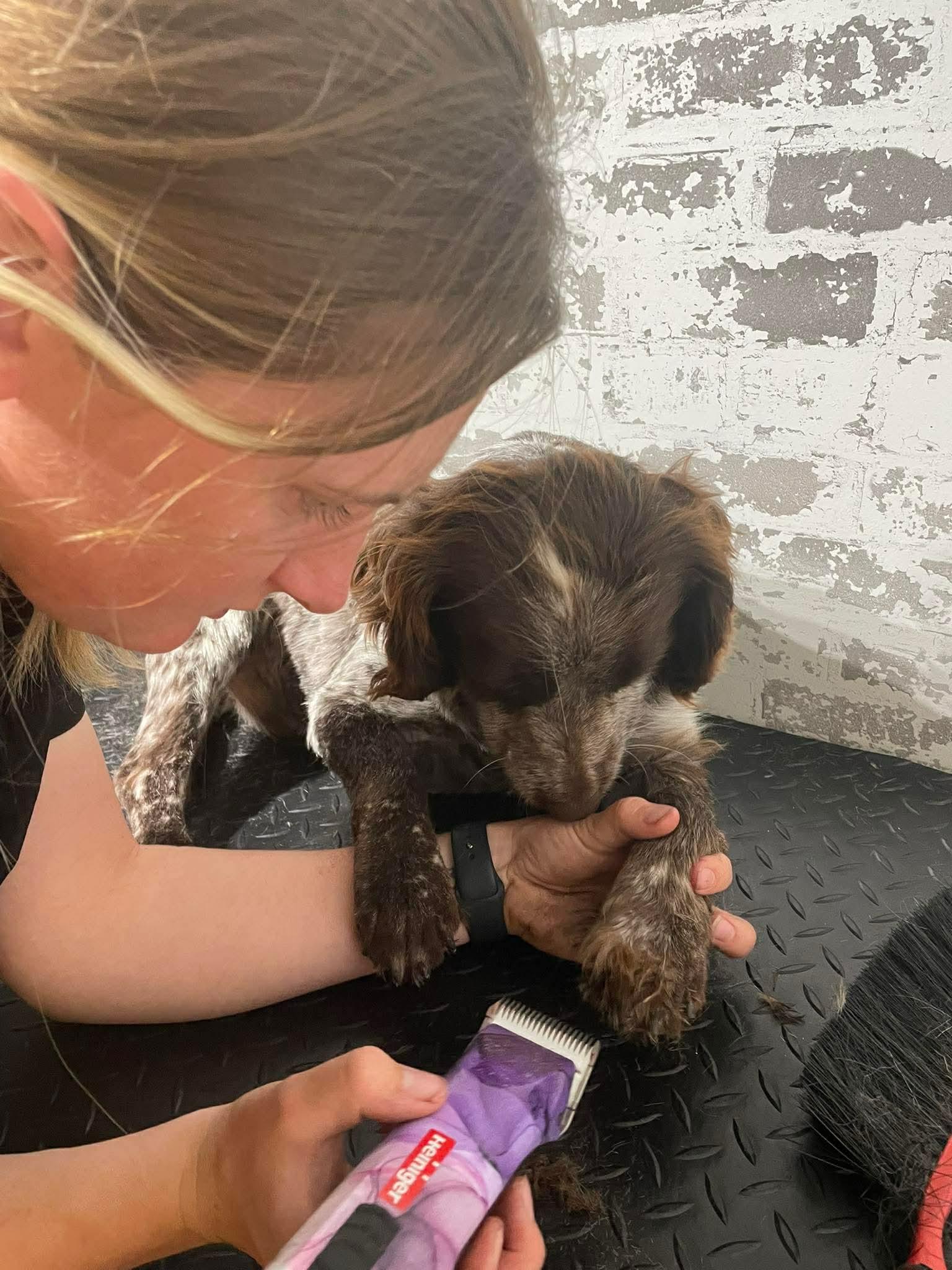Enlarge Bo, a Adoptable mixed breed in Kingsville, TX image 3/6