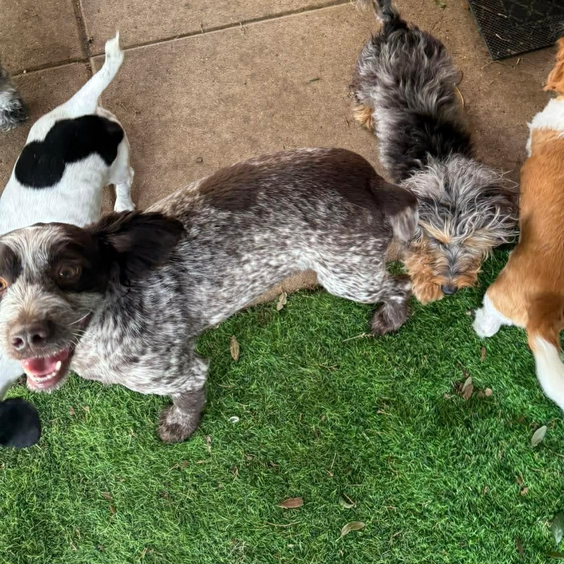 Enlarge Bo, a Adoptable mixed breed in Kingsville, TX image 5/6