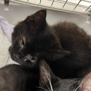 Nera, Adoptable, Kitten Female Domestic Short Hair.