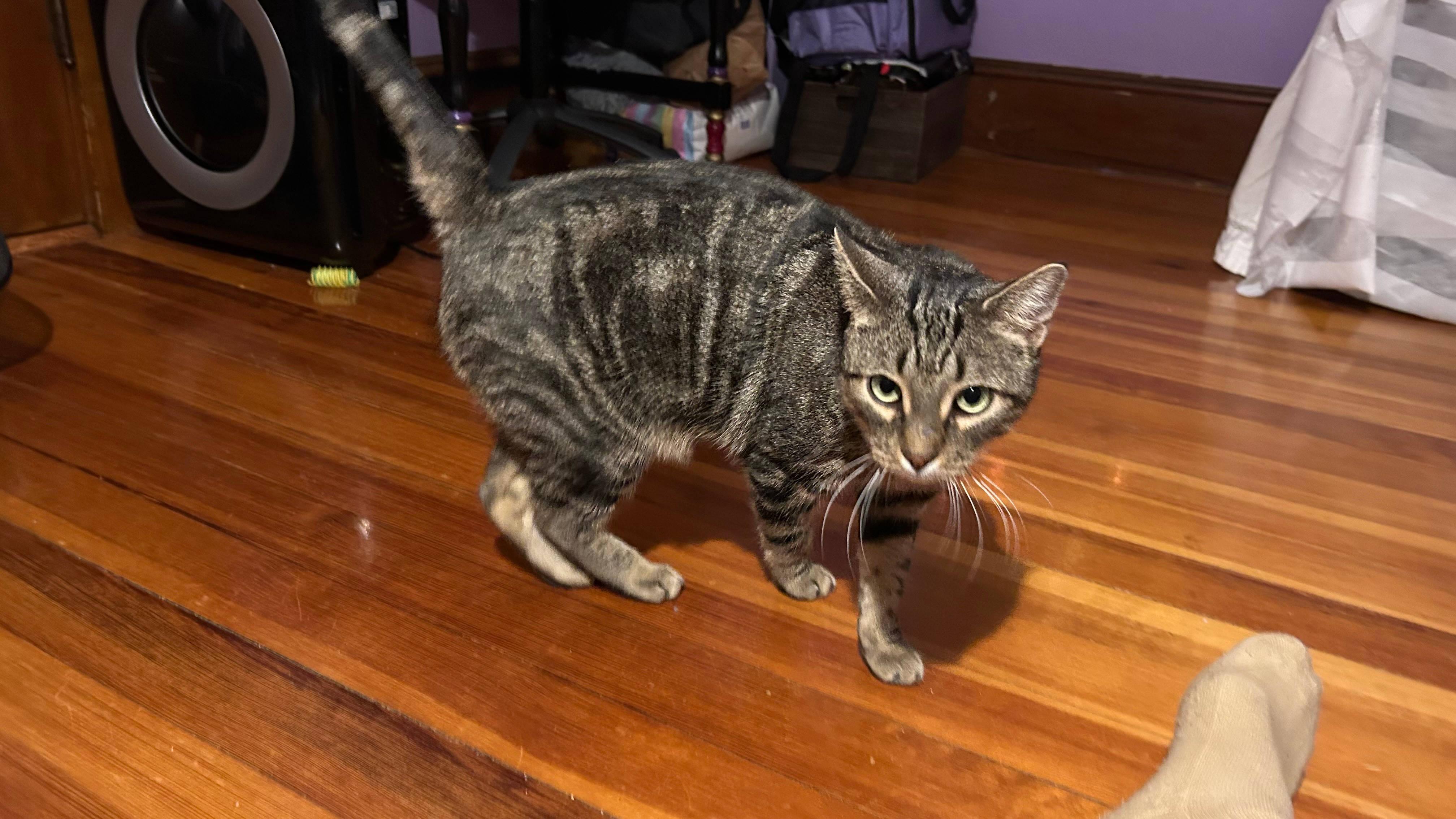 Enlarge Chai, a ADOPTABLE Domestic Short Hair in Melrose, MA image 2/6