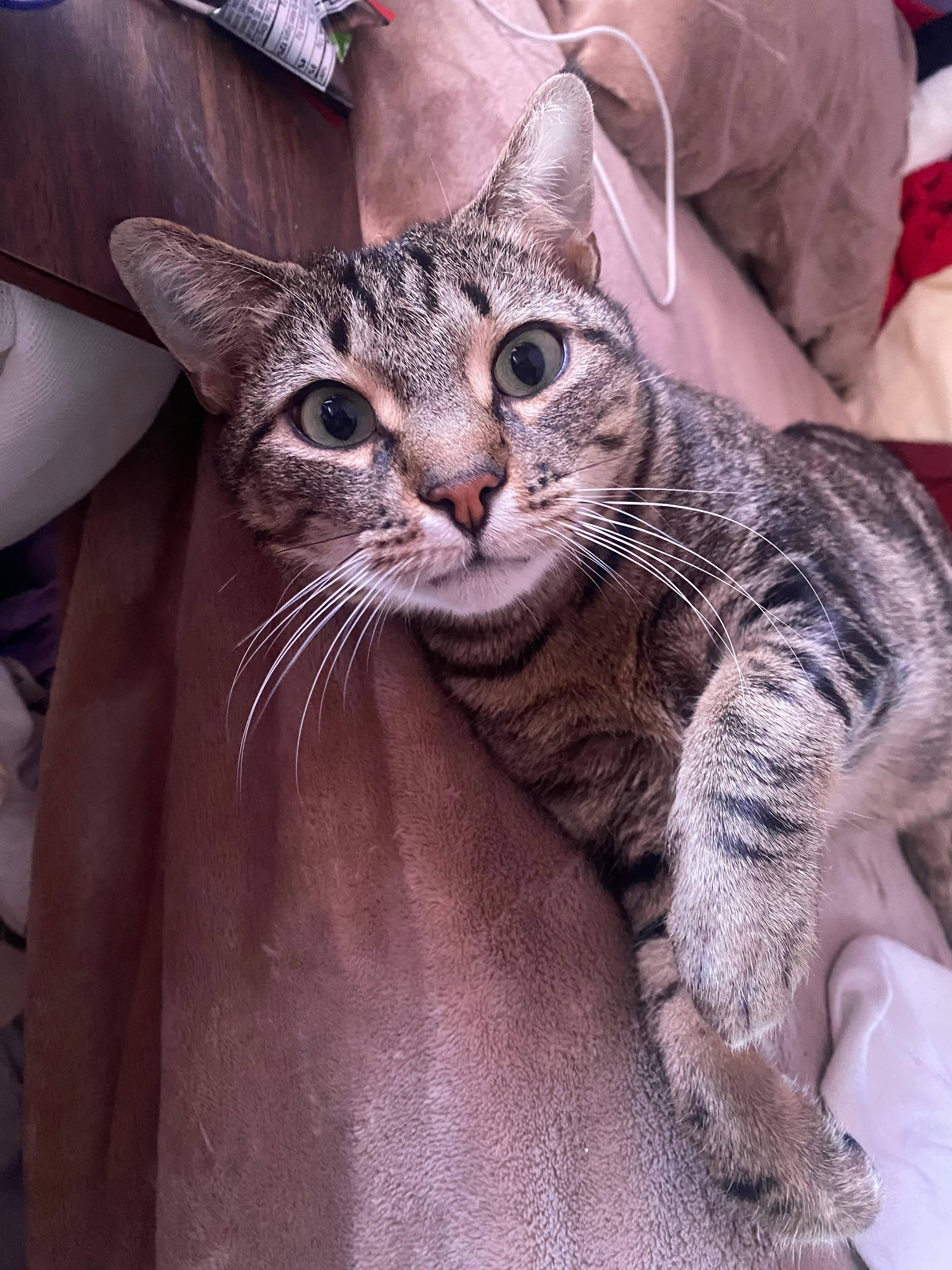 Enlarge Chai, a ADOPTABLE Domestic Short Hair in Melrose, MA image 1/6