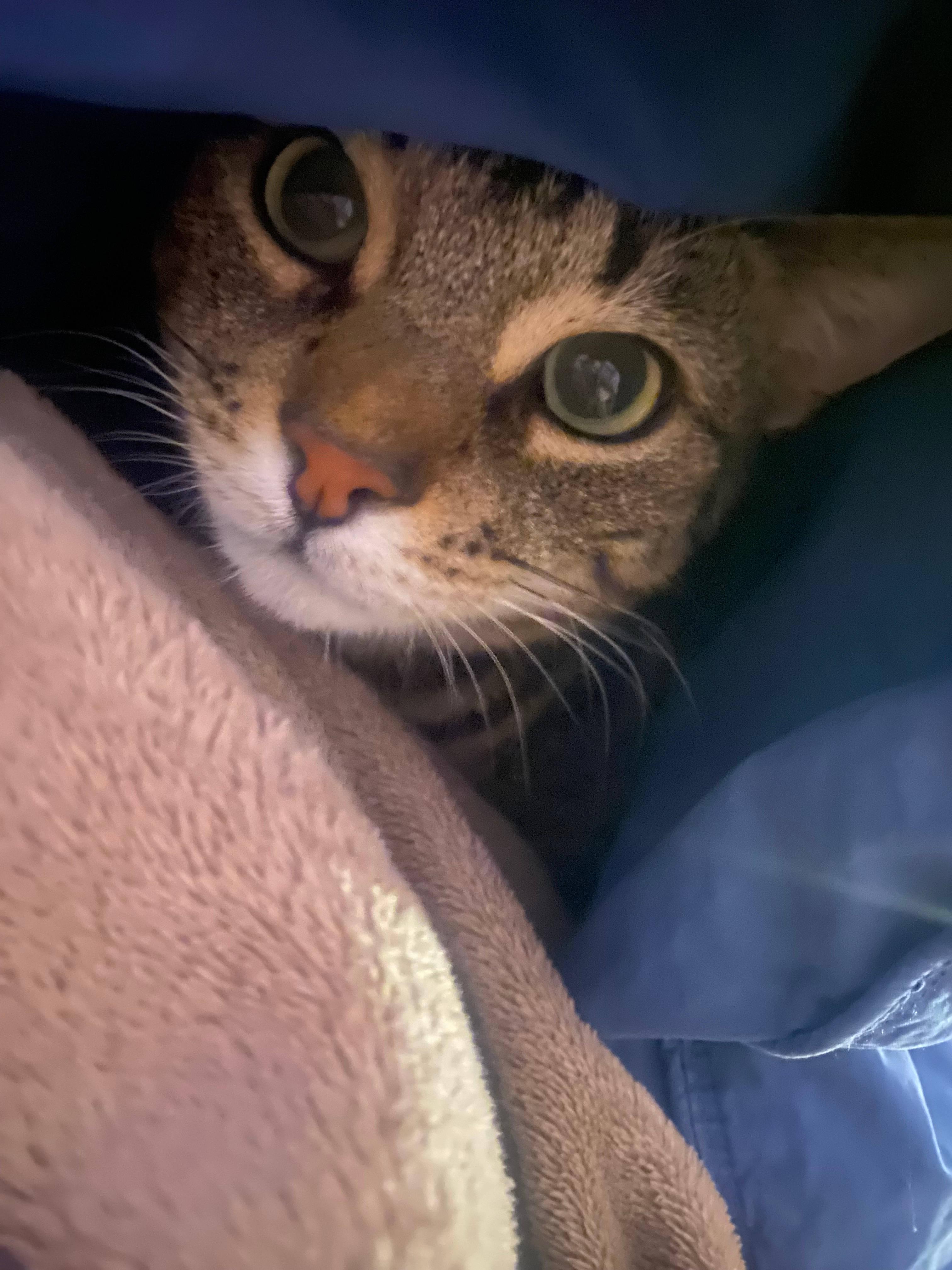 Enlarge Chai, a ADOPTABLE Domestic Short Hair in Melrose, MA image 5/6