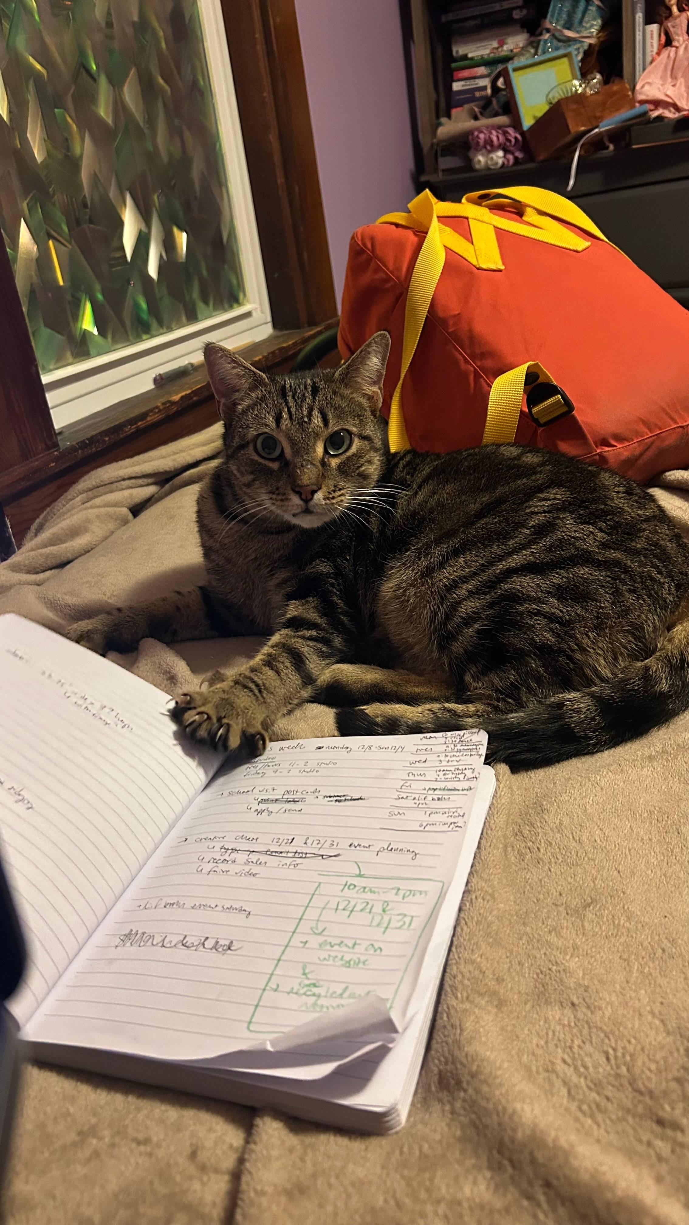 Enlarge Chai, a ADOPTABLE Domestic Short Hair in Melrose, MA image 3/6