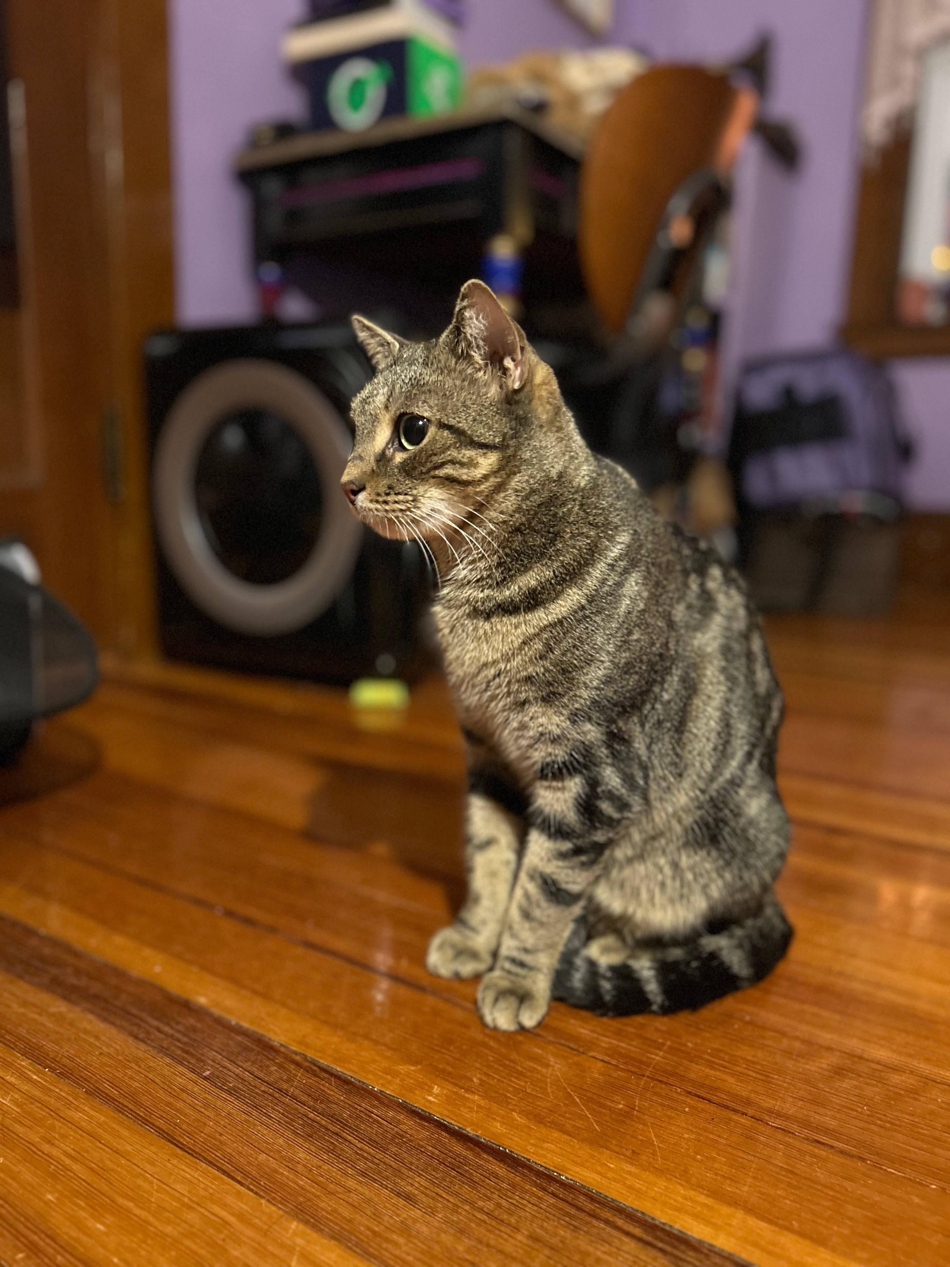 Enlarge Chai, a ADOPTABLE Domestic Short Hair in Melrose, MA image 4/6