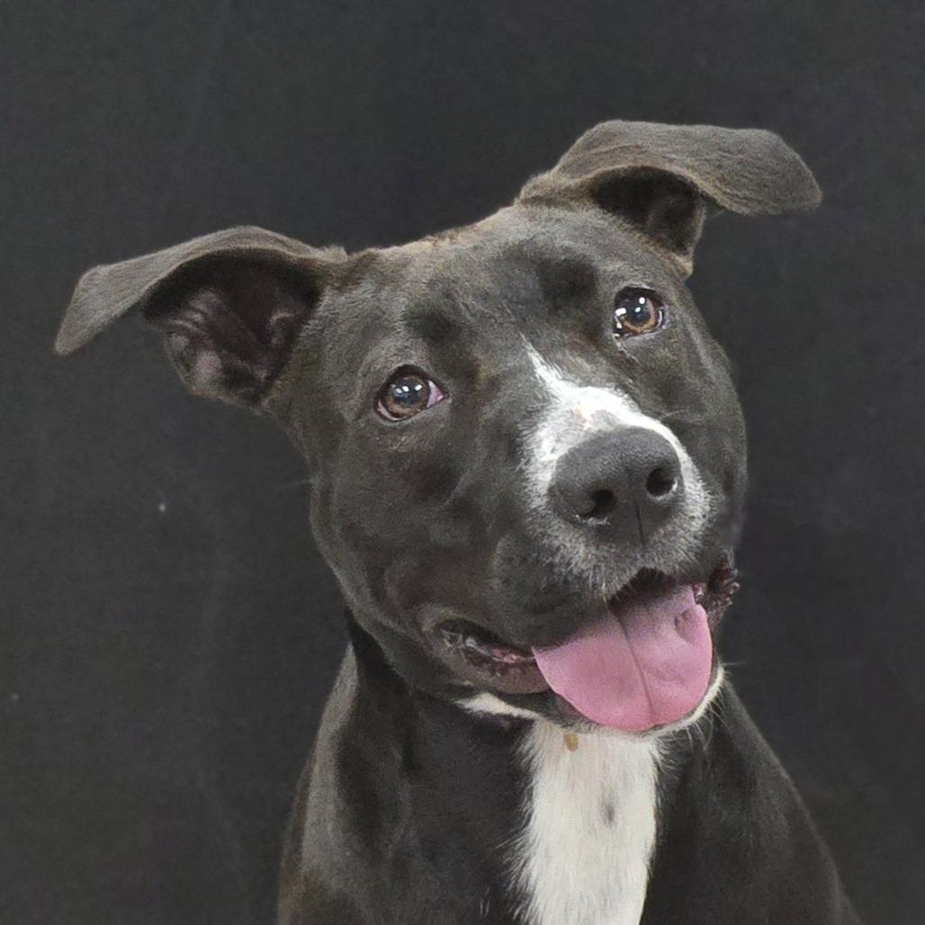 Emery, a Adoptable mixed breed in Lexington, SC image 1/3