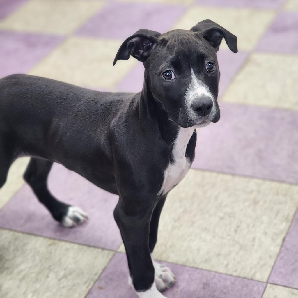 Emery, a Adoptable mixed breed in Lexington, SC image 2/3