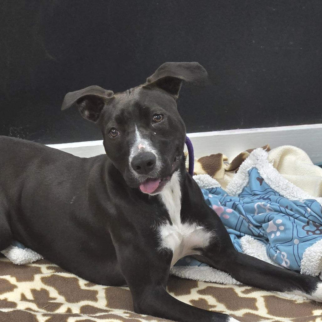 Emery, a Adoptable mixed breed in Lexington, SC image 3/3
