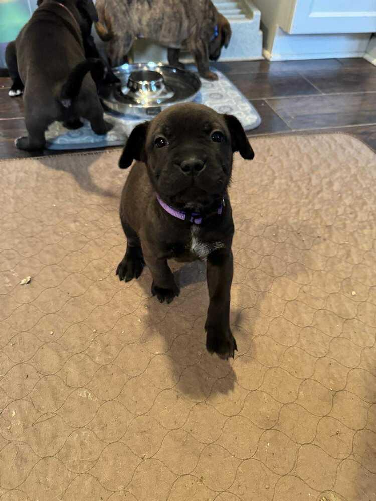 Enlarge Syrah (Wine Litter), a Adoptable mixed breed in New Albany, OH image 1/5