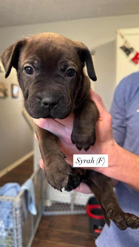 Enlarge Syrah (Wine Litter), a Adoptable mixed breed in New Albany, OH image 4/5