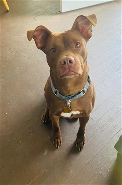 Enlarge MOLASSES, a Adoptable mixed breed in Louisville, KY image 1/1