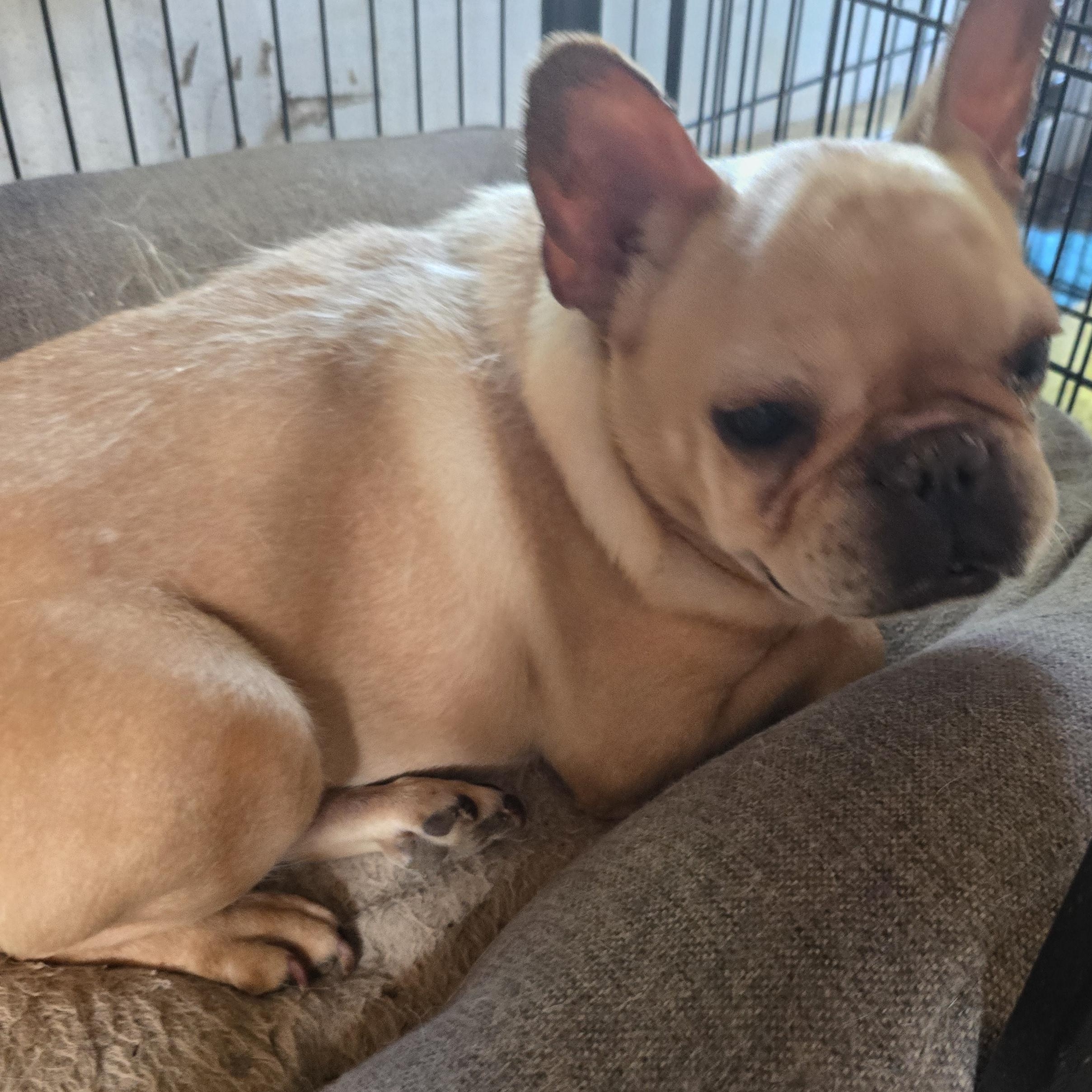 Fiona, ADOPTABLE, Adult Female French Bulldog.