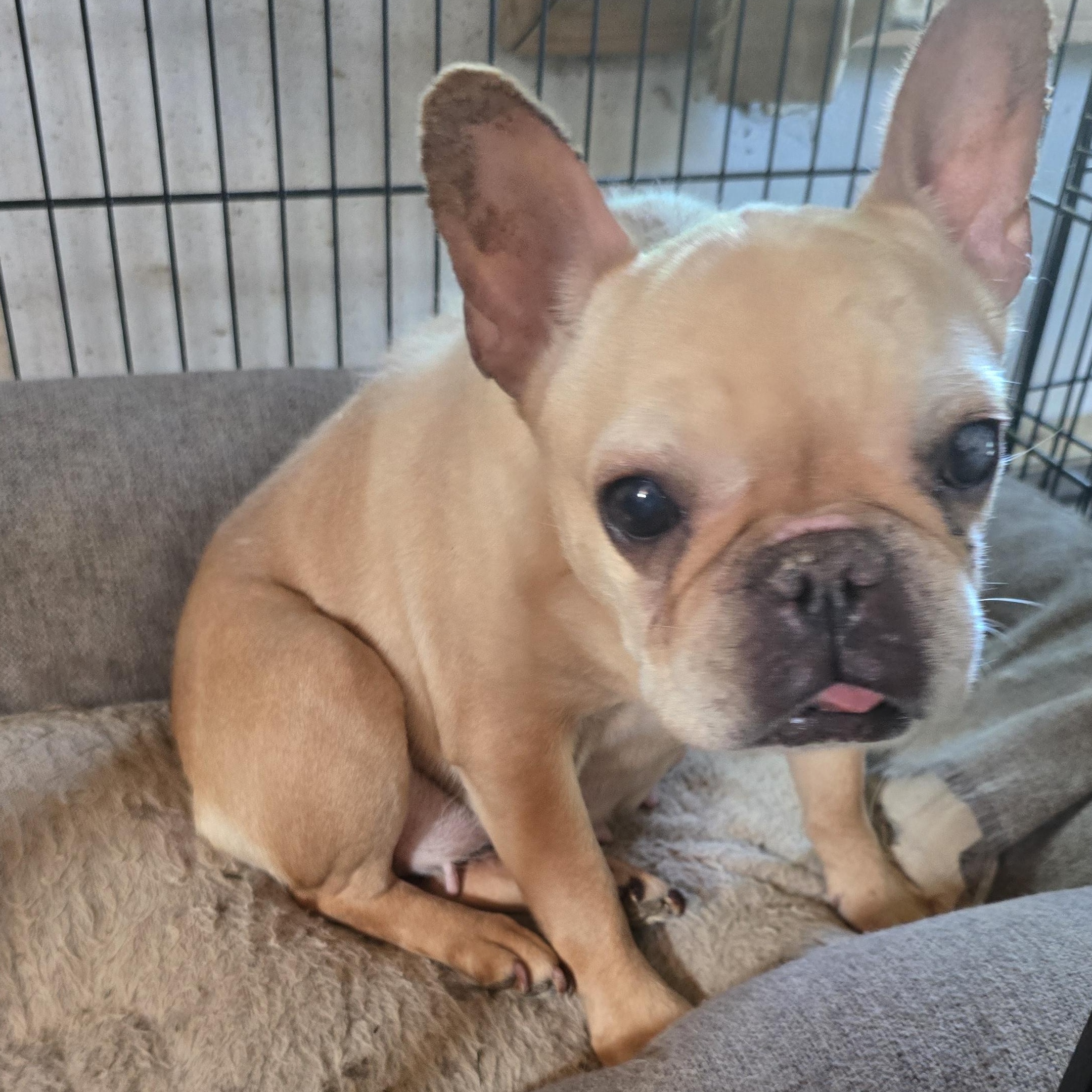 Enlarge Fiona, a ADOPTABLE French Bulldog in Zaleski, OH image 2/2