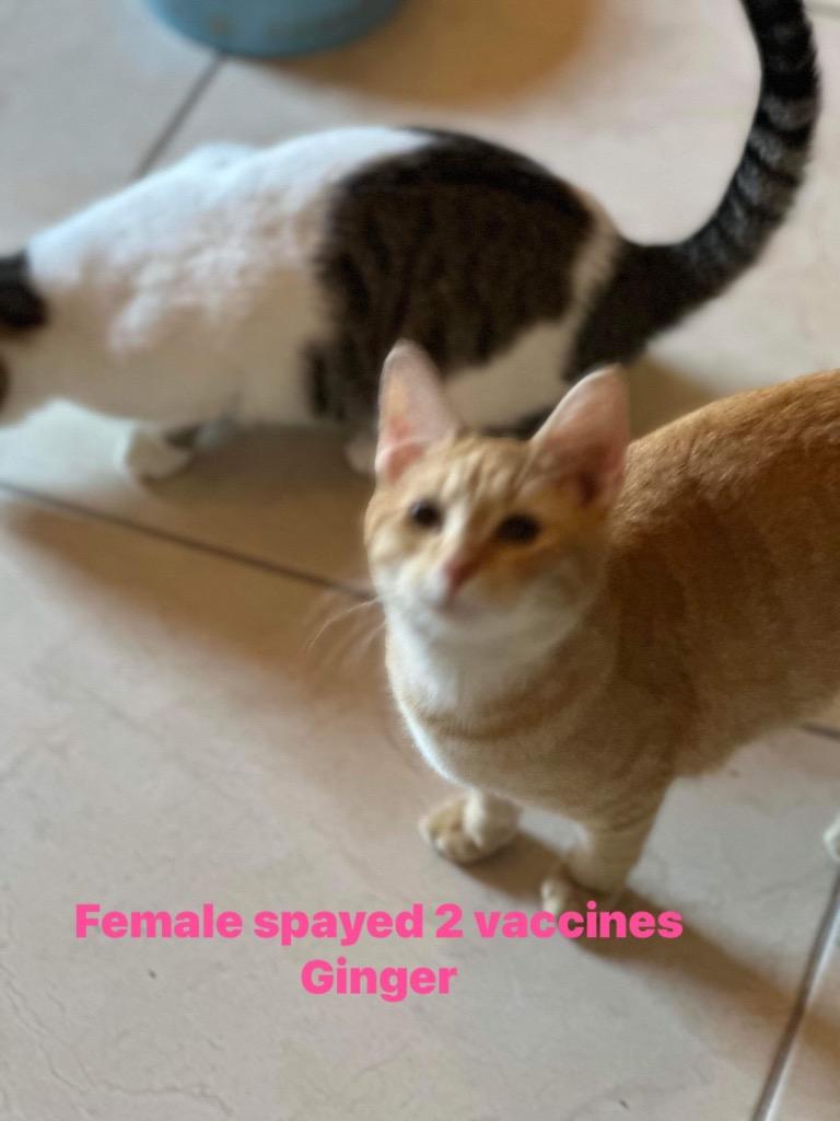Ginger (sister of Brandy), a Adoptable Domestic Short Hair in Lewisville, TX image 2/6