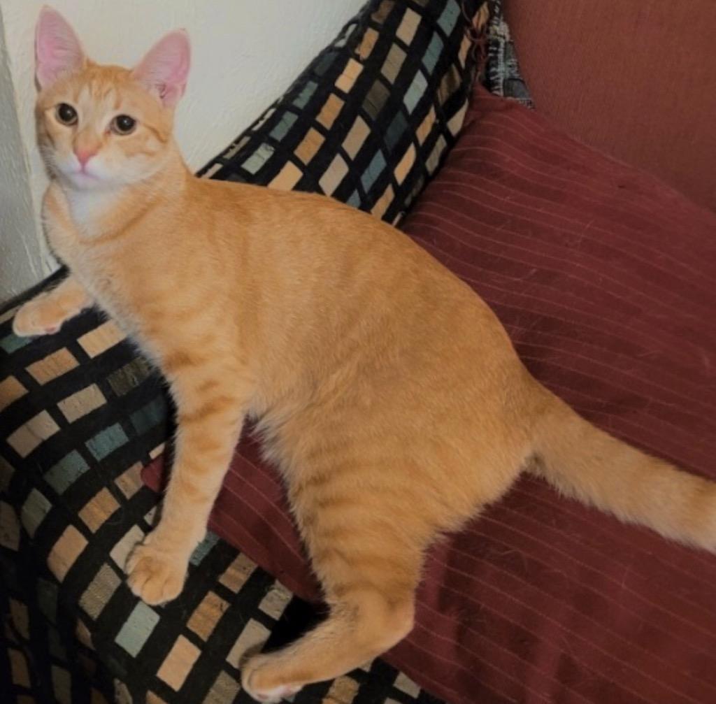 Ginger (sister of Brandy), a Adoptable Domestic Short Hair in Lewisville, TX image 3/6