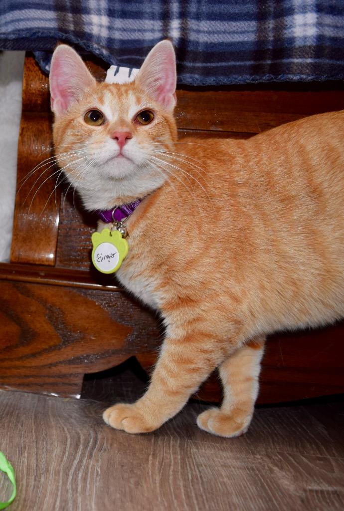 Ginger (sister of Brandy), a Adoptable Domestic Short Hair in Lewisville, TX image 4/6