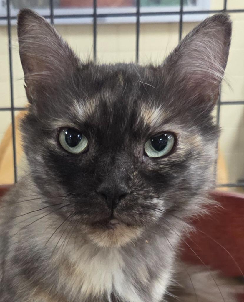 Enlarge Pompeii, a Adoptable mixed breed in Olean, NY image 1/1