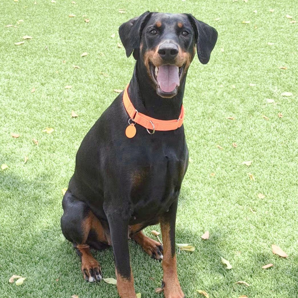 Dona 3589, Adopted, Young Female Doberman Pinscher.