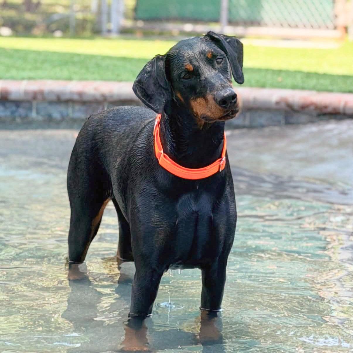 Enlarge Dona 3589, a Adopted Doberman Pinscher in Oakland Park, FL image 2/3