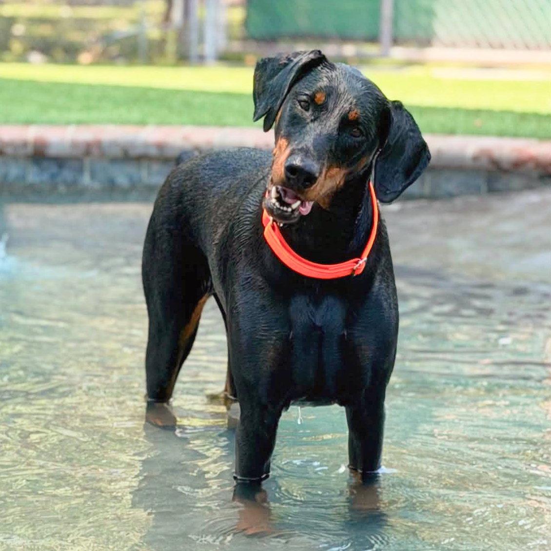 Enlarge Dona 3589, a Adopted Doberman Pinscher in Oakland Park, FL image 3/3
