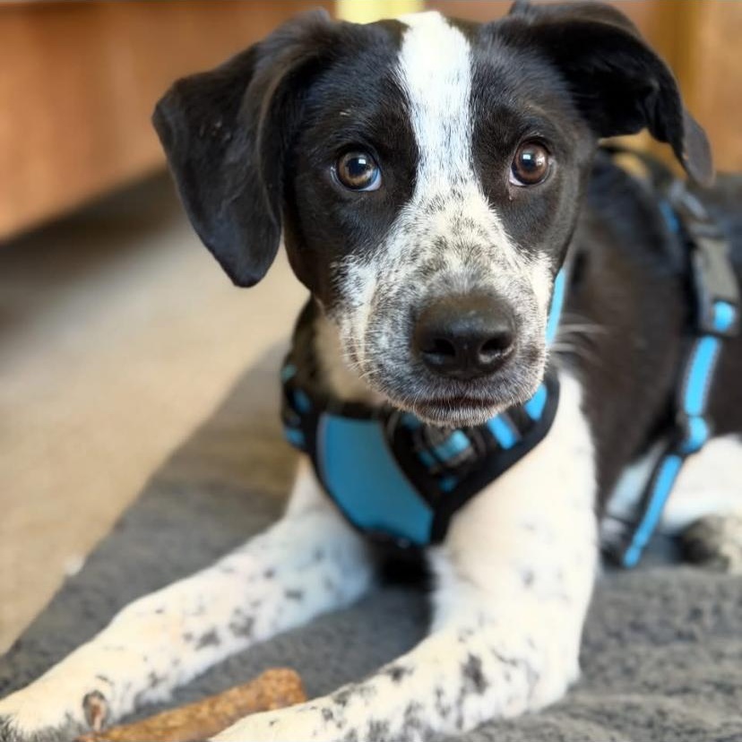 Harley, adopted, Puppy Male Australian Cattle Dog / Blue Heeler.