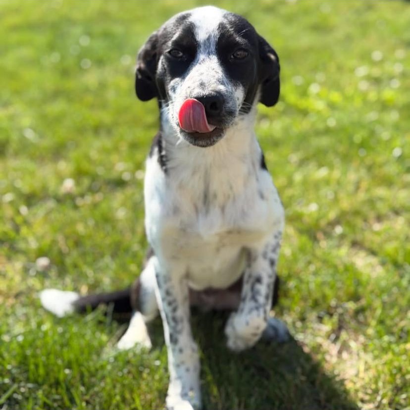Enlarge Harley, an adopted mixed breed in Philadelphia, PA image 6/6