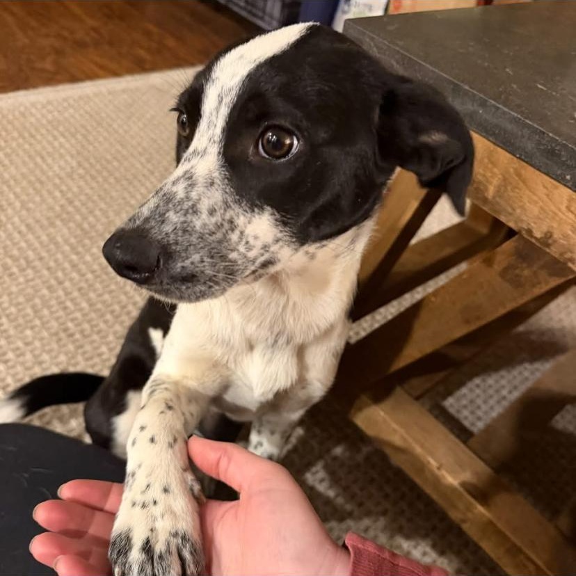 Enlarge Harley, an adopted mixed breed in Philadelphia, PA image 2/6