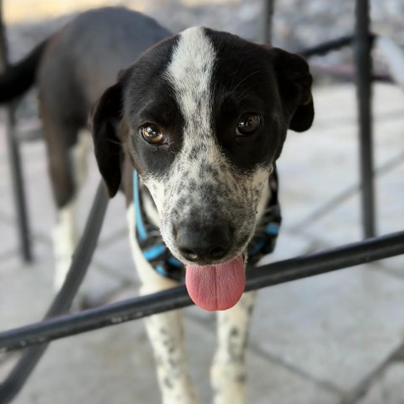 Enlarge Harley, an adopted mixed breed in Philadelphia, PA image 3/6