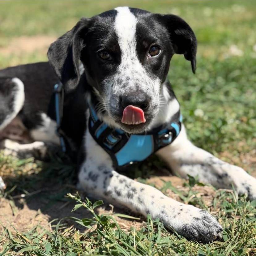 Enlarge Harley, an adopted mixed breed in Philadelphia, PA image 5/6