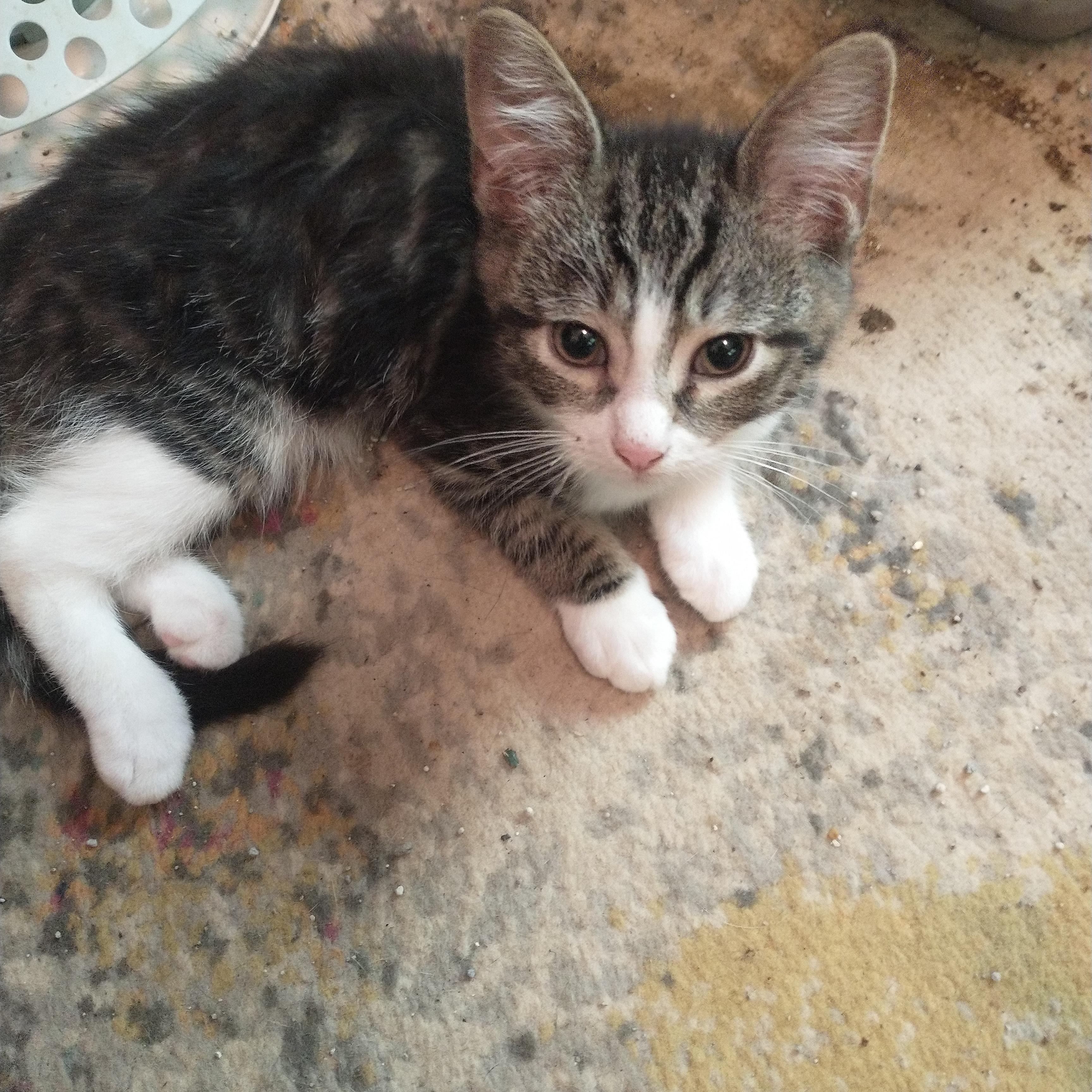 Panda and Snickers, Baby Male American Shorthair