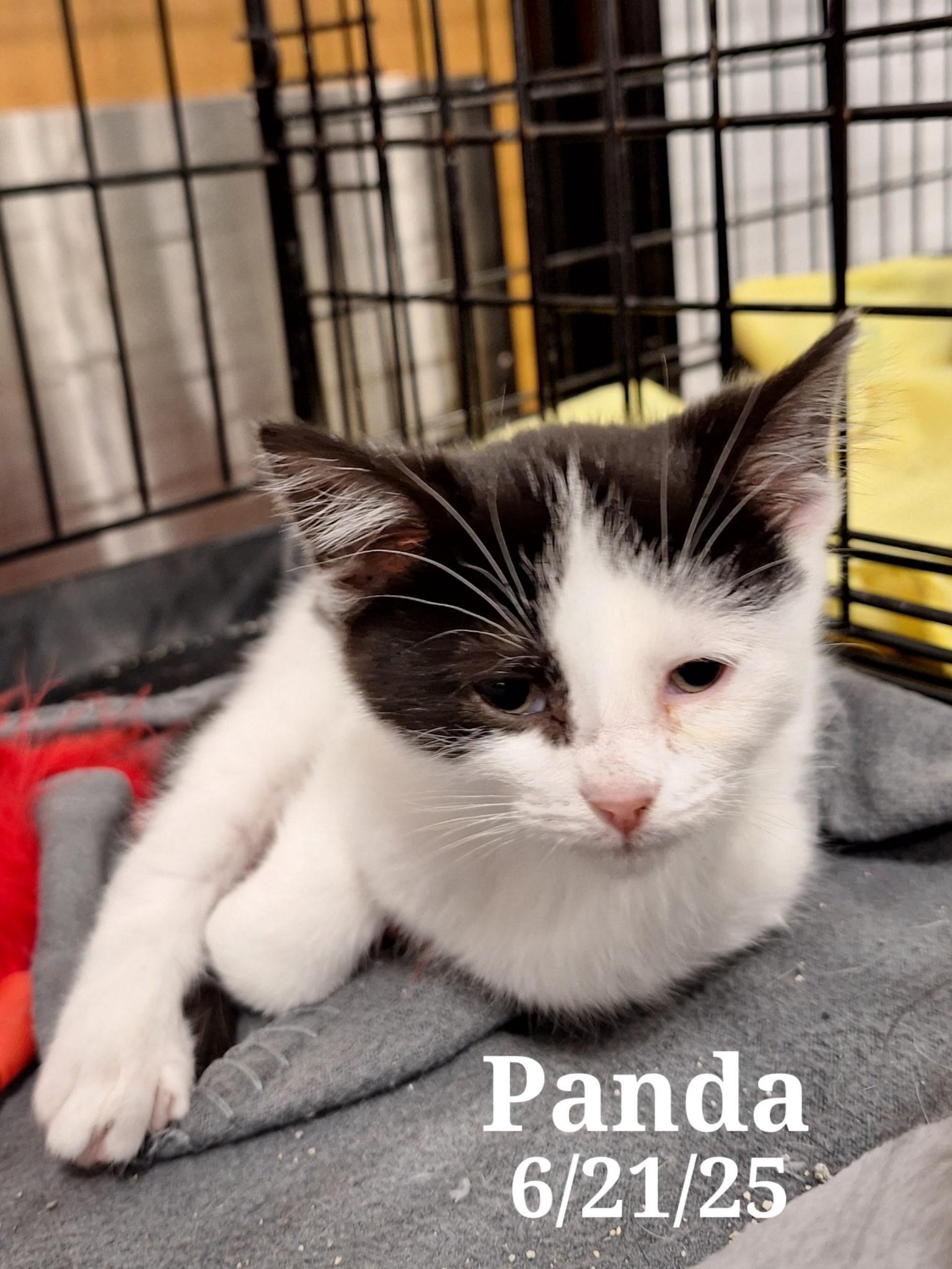 Panda and Snickers photo 2