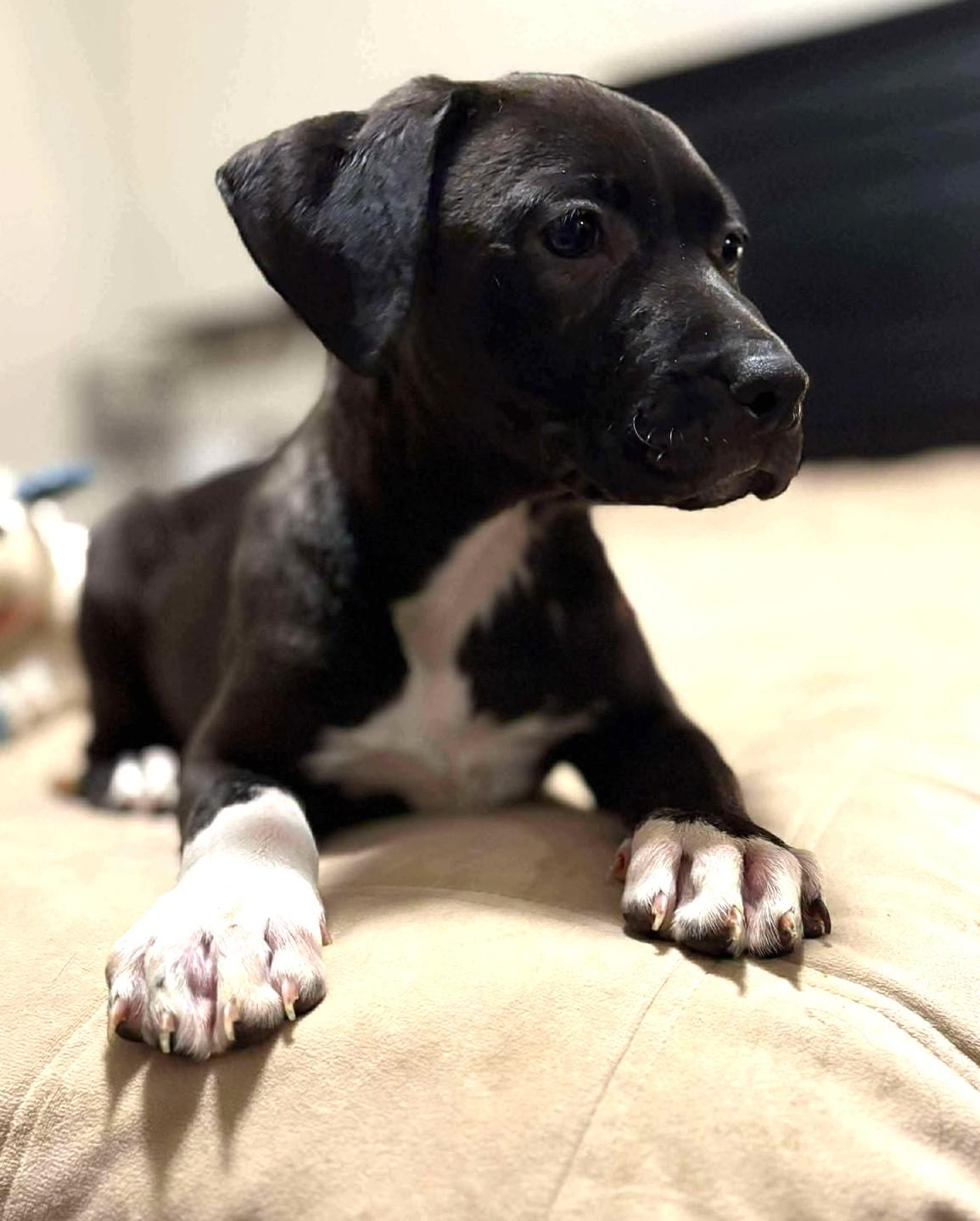 Ebony, Adoptable, Puppy Female Mixed Breed.