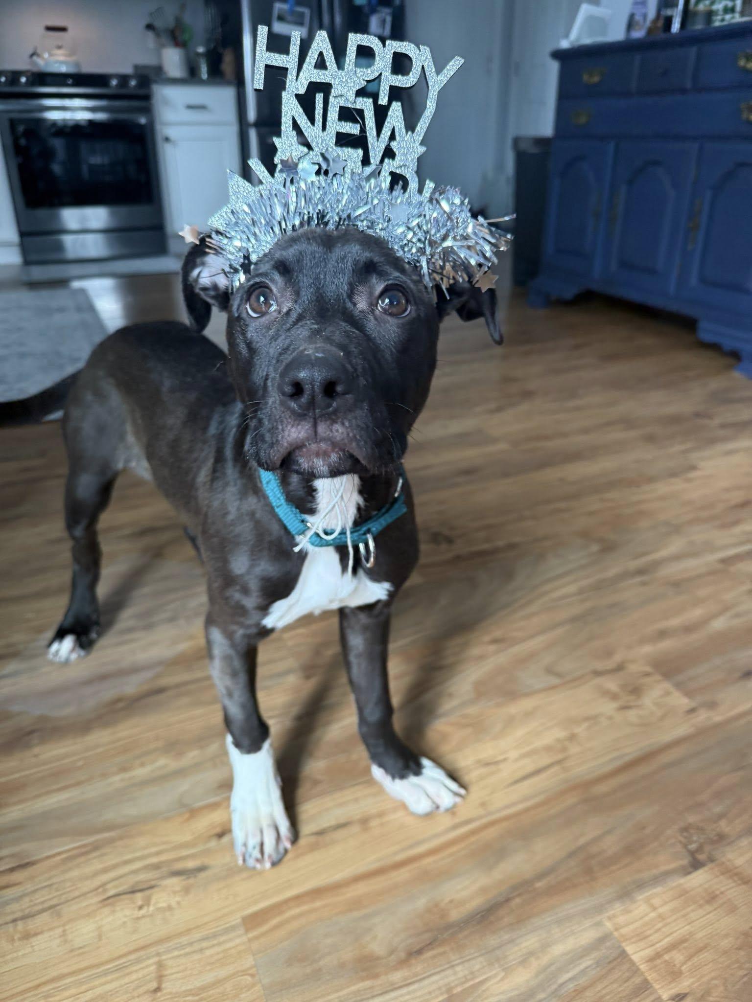 Enlarge Ebony *HERE IN NH* , an adopted Mixed Breed in Northwood, NH image 6/6