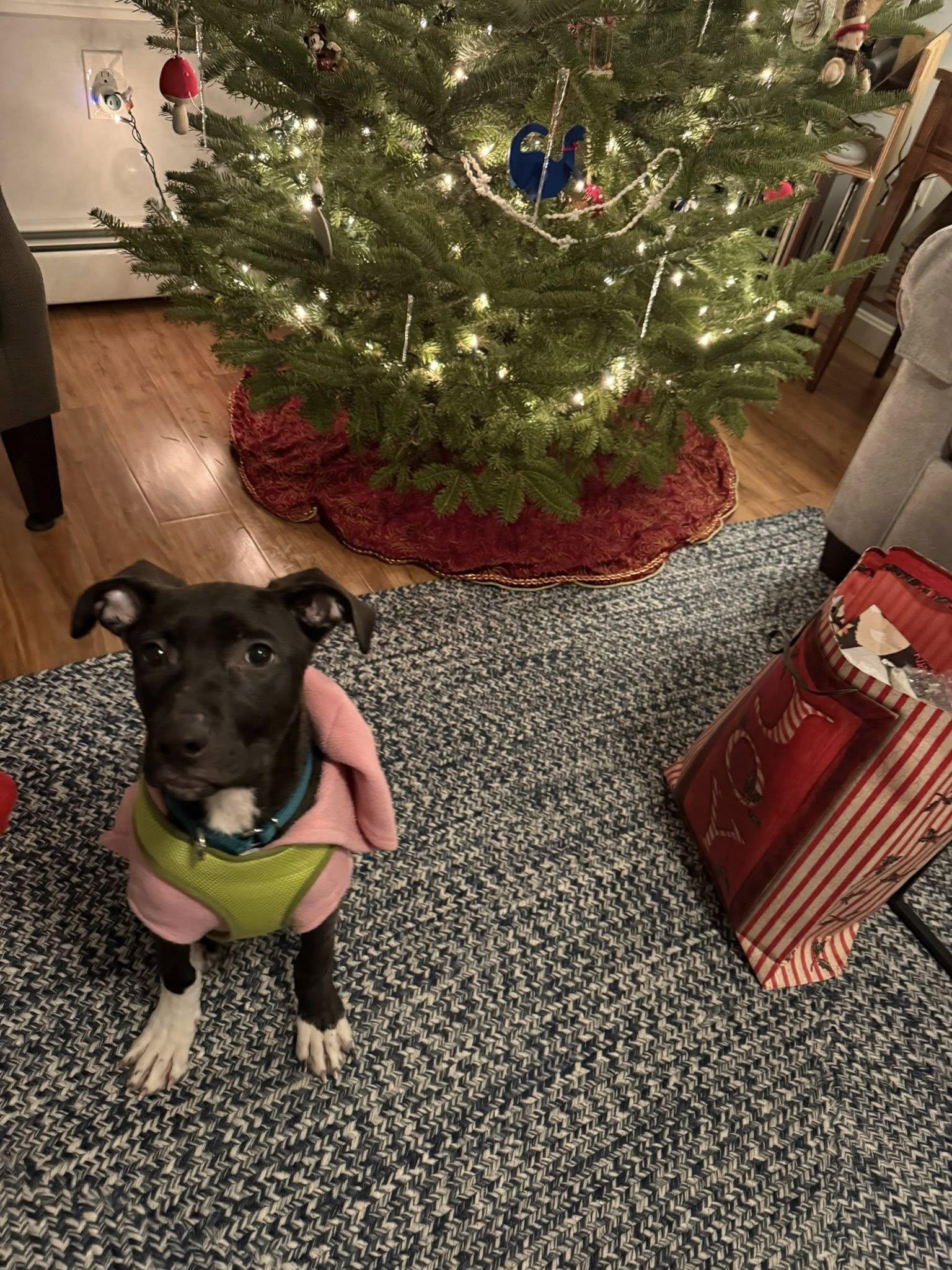 Enlarge Ebony *HERE IN NH* , an adopted Mixed Breed in Northwood, NH image 2/6