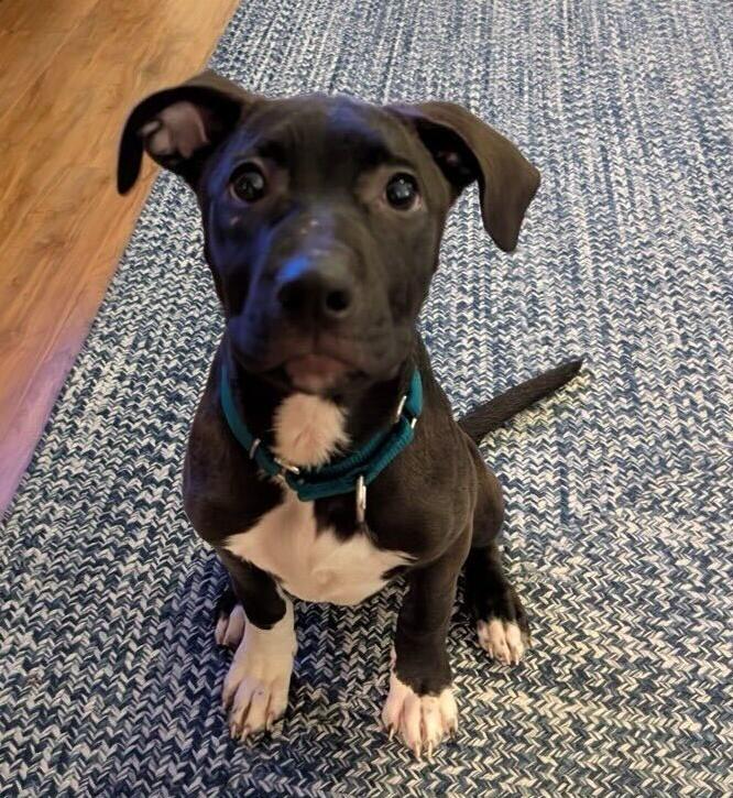 Enlarge Ebony *HERE IN NH* , an adoptable Mixed Breed in Northwood, NH image 1/3