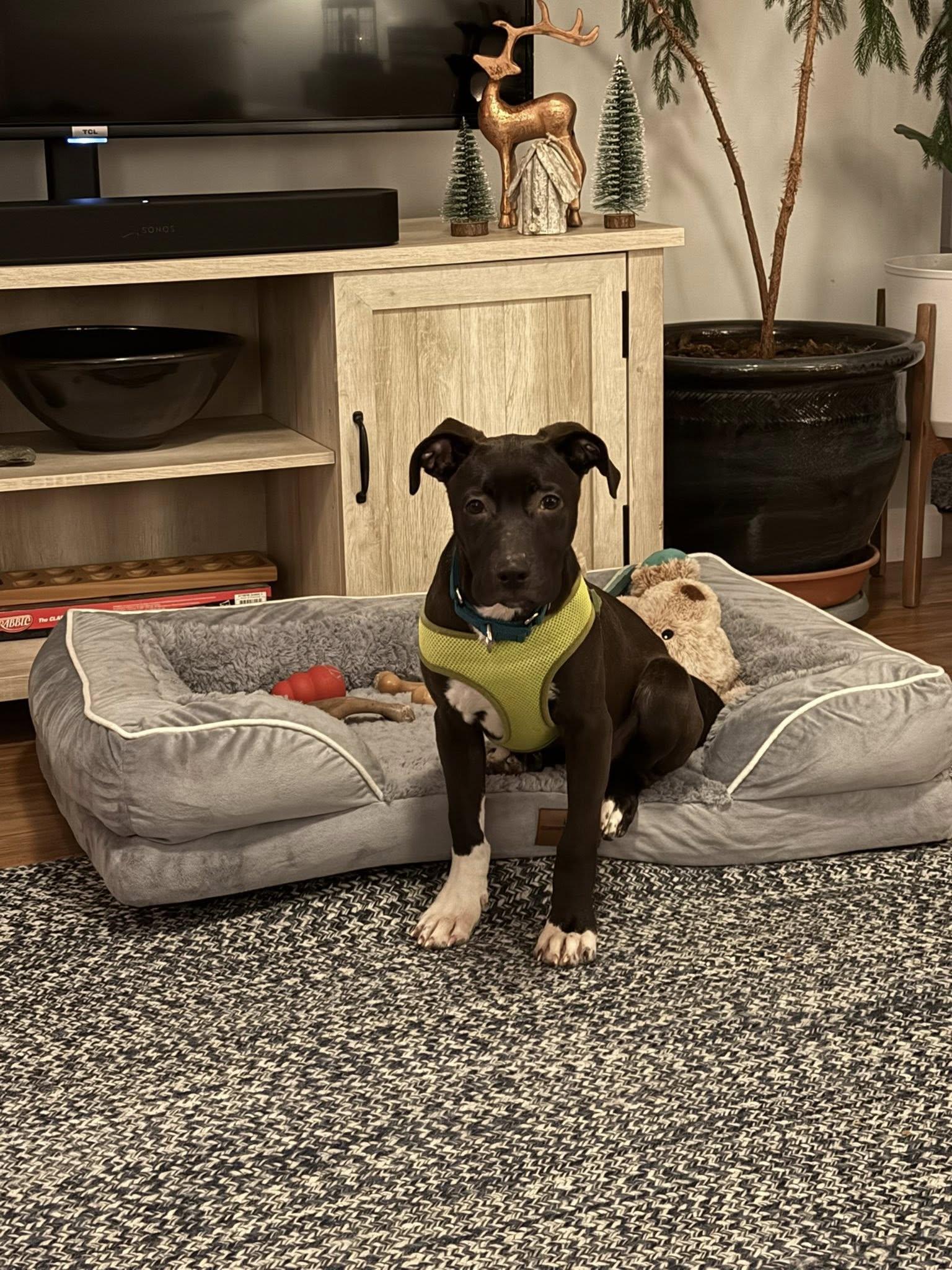 Enlarge Ebony *HERE IN NH* , an adopted Mixed Breed in Northwood, NH image 4/6