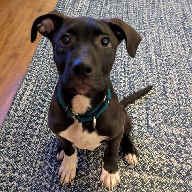 Enlarge Ebony *HERE IN NH* , an adopted Mixed Breed in Northwood, NH image 1/6