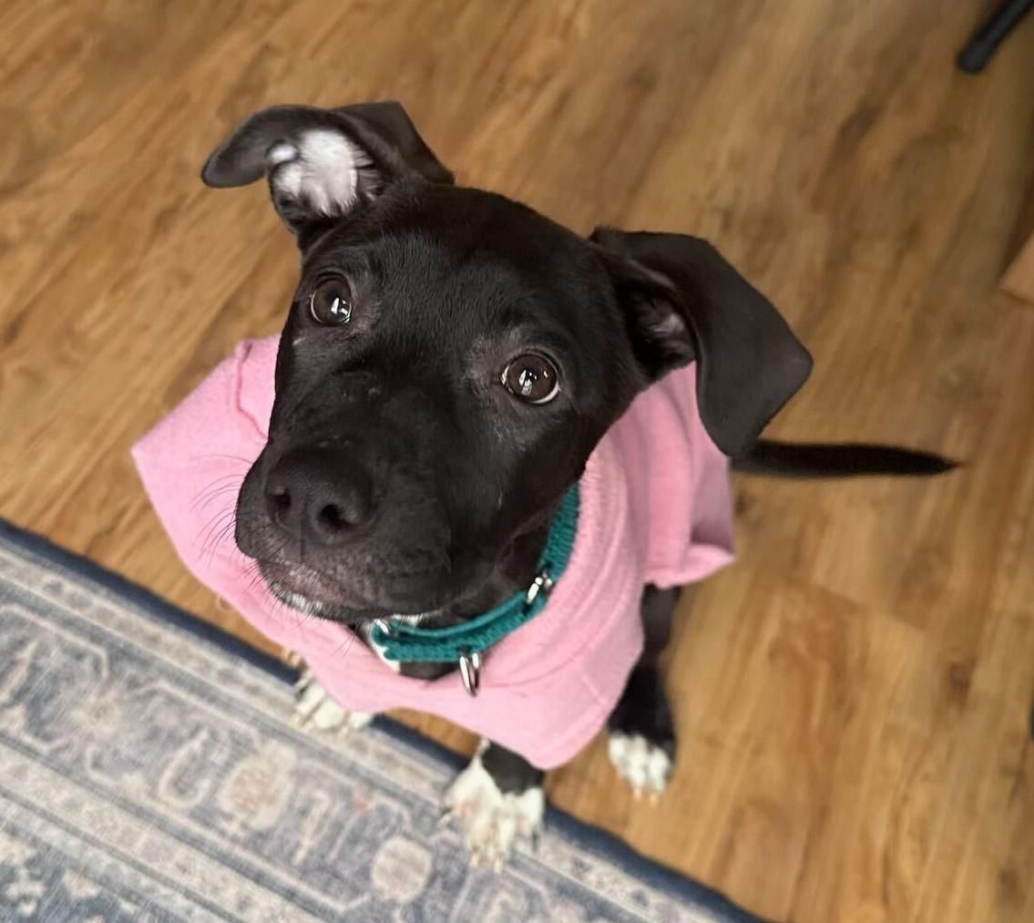 Enlarge Ebony *HERE IN NH* , an adoptable Mixed Breed in Northwood, NH image 2/3