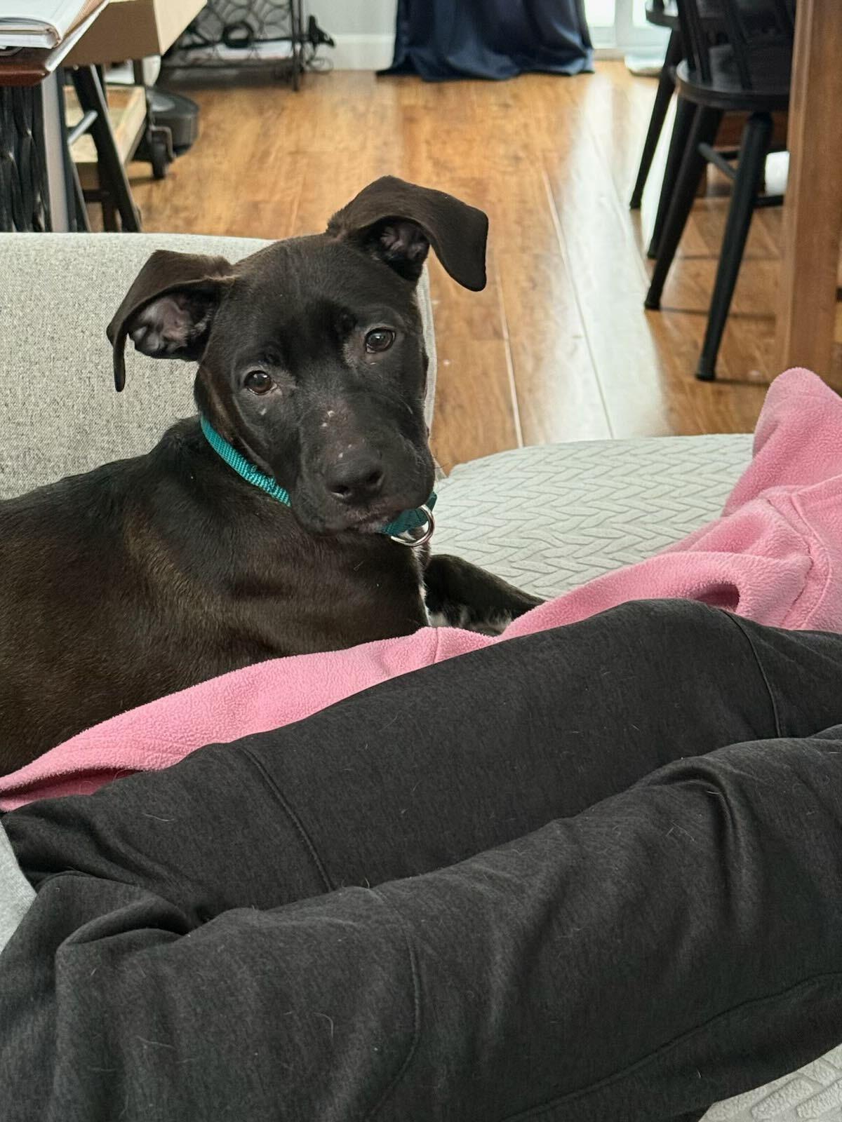 Enlarge Ebony *HERE IN NH* , an adoptable Mixed Breed in Northwood, NH image 3/3