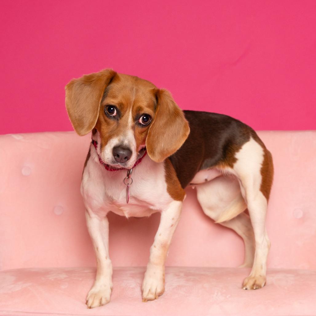 Snickerdoodle thumbnail 3