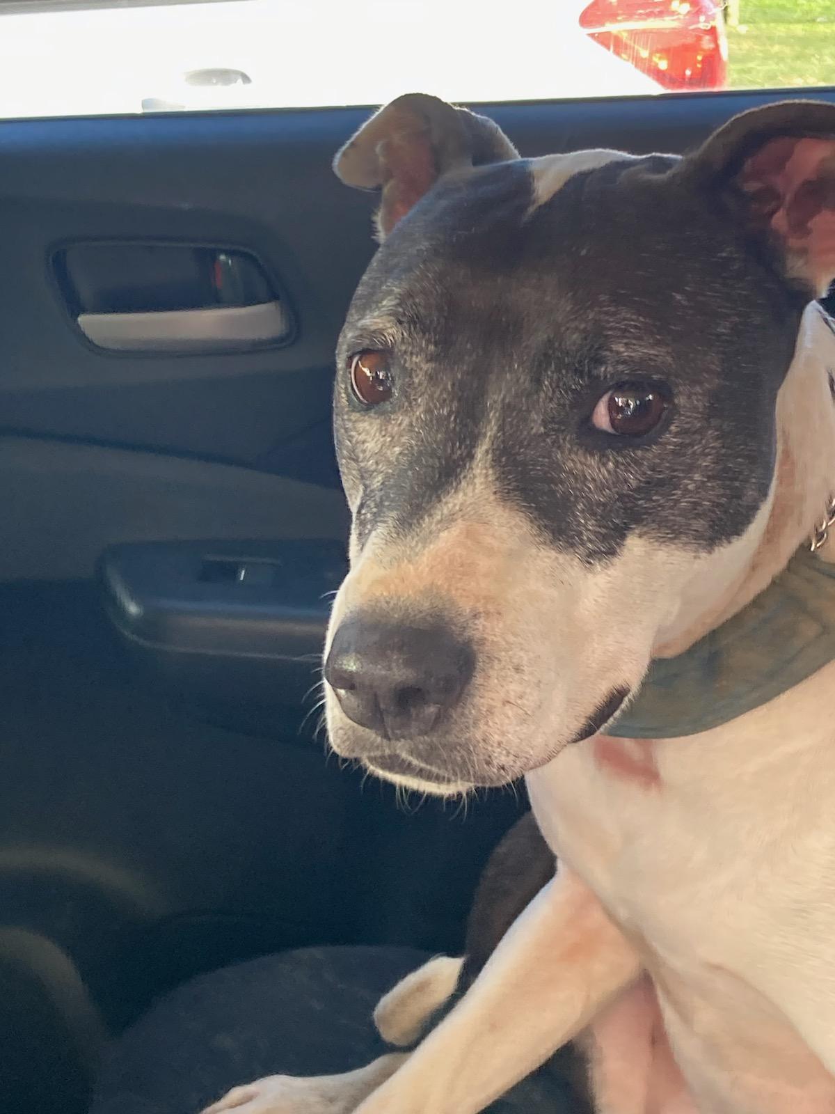 Molly, a Adopted mixed breed in Baltimore, MD image 1/2