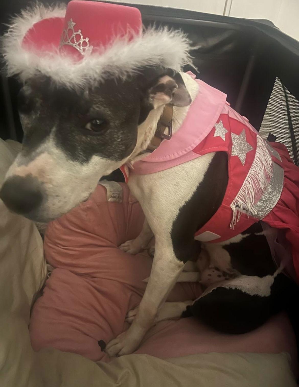 Molly, a Adopted mixed breed in Baltimore, MD image 2/2