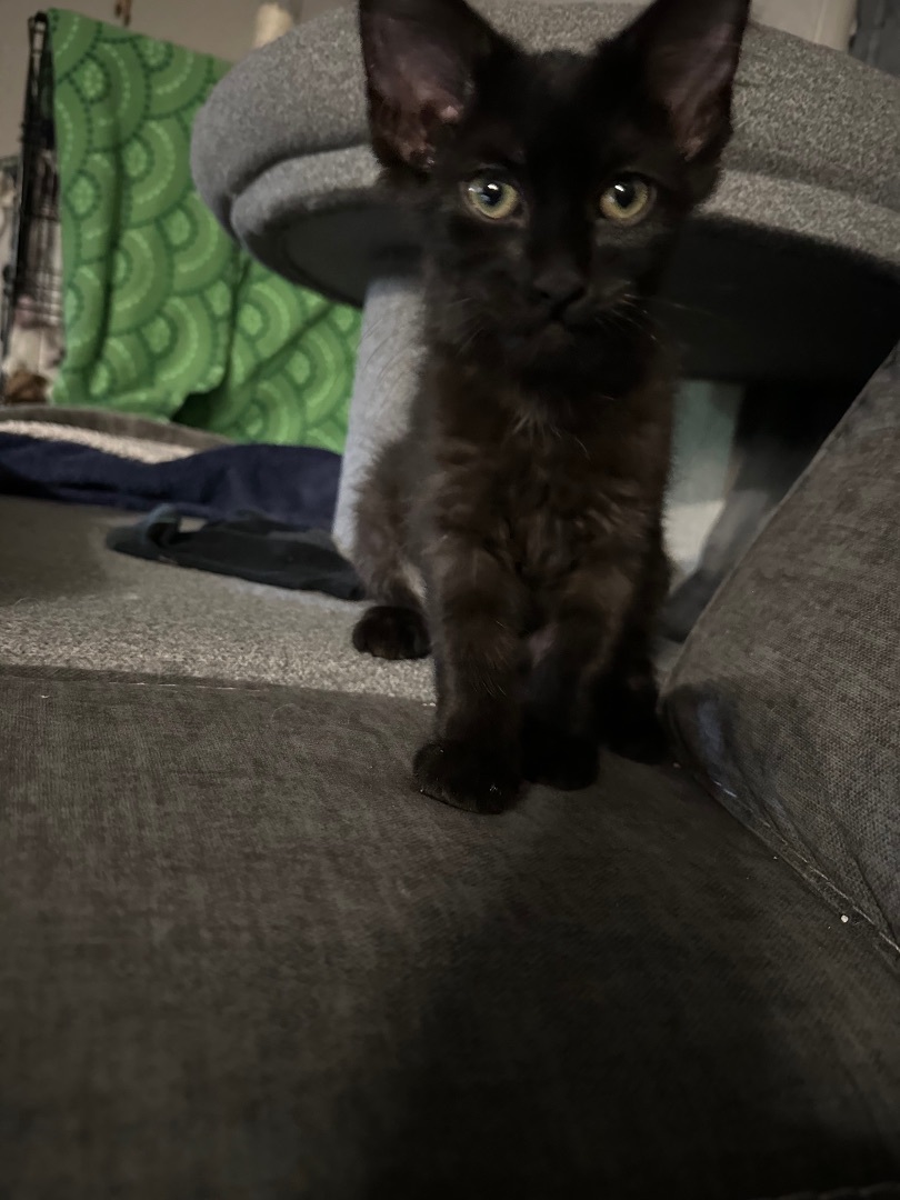 Charlie, Adoptable, Kitten Female Domestic Medium Hair.