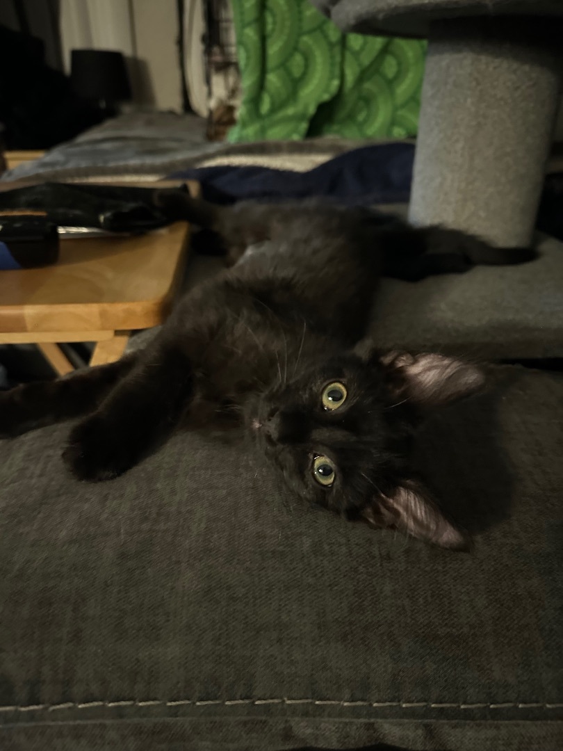 Enlarge Charlie, a Adoptable Domestic Medium Hair in Sacramento, CA image 2/4