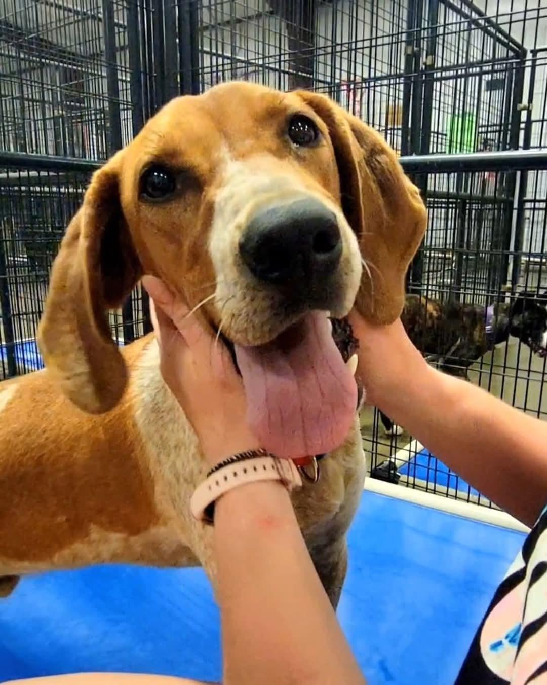 Ol' Red, Adoptable, Adult Male Mixed Breed.