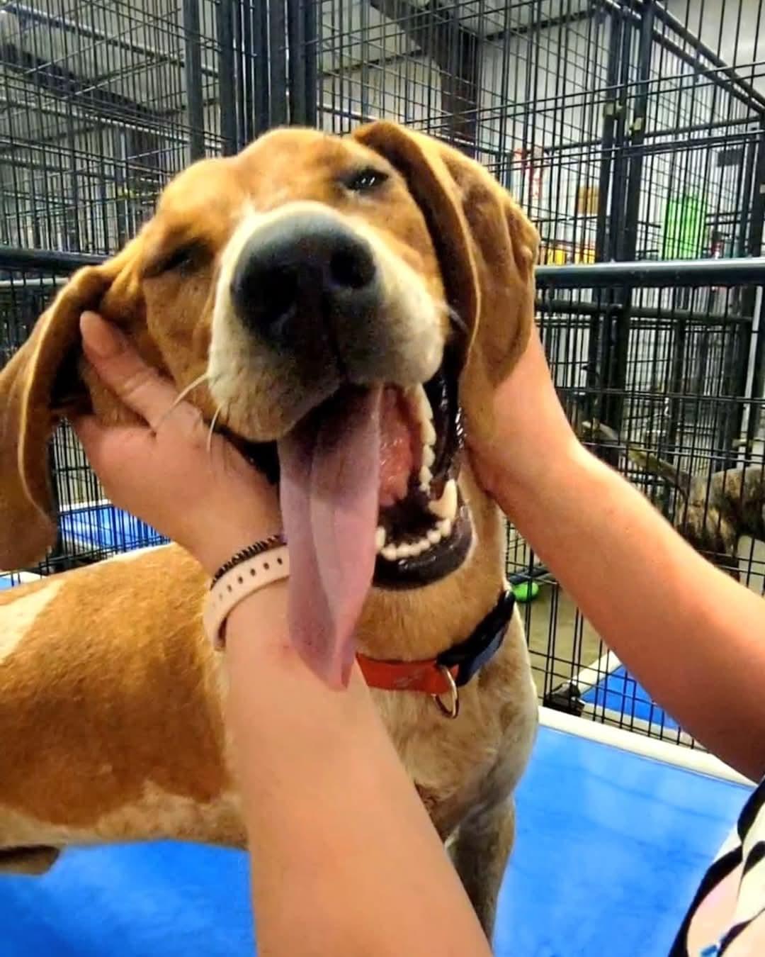 Ol' Red, Adult Male Mixed Breed