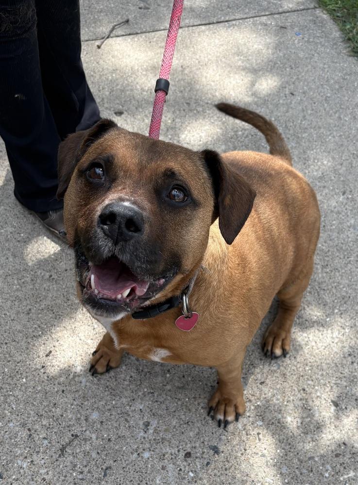 ROXIE, a Adoptable mixed breed in Rochester, IN image 1/4