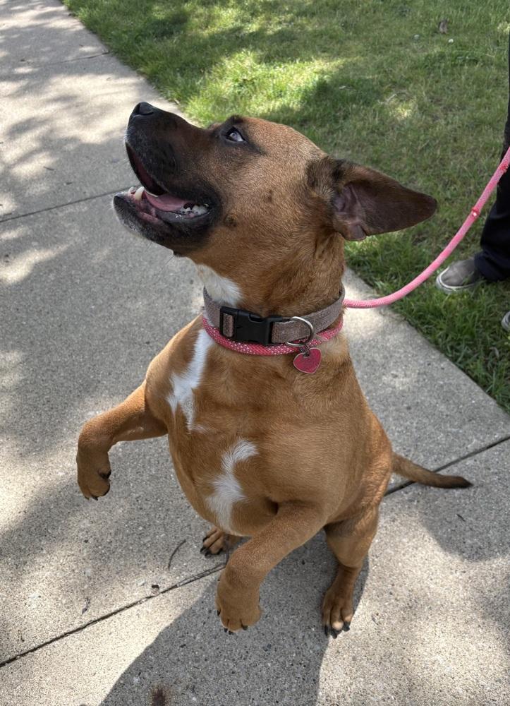 ROXIE, a Adoptable mixed breed in Rochester, IN image 2/4